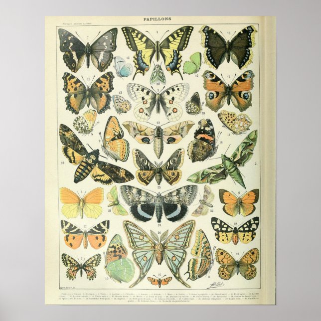Vintage Adolphe Millot Print Butterflies Mönster-A Poster (Framsidan)