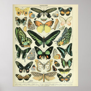 Vintage Adolphe Millot Print Butterflies Mönster-B Poster