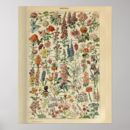 Vintage Adolphe Millot Print Flowers Poster