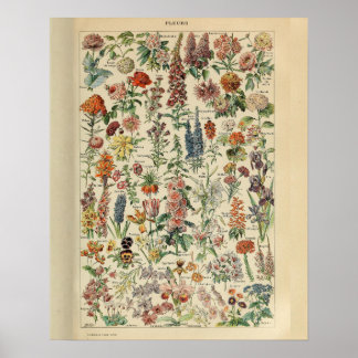 Vintage Adolphe Millot Print Flowers Poster