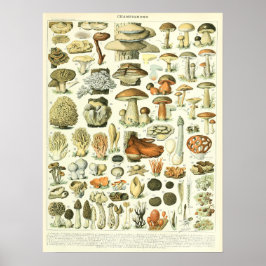 Vintage Adolphe Millot Print Svampar Poster
