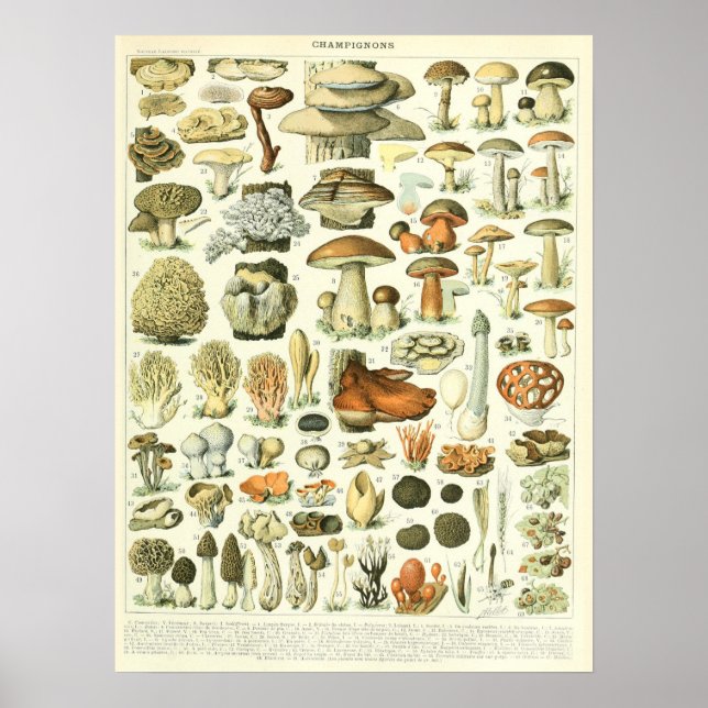 Vintage Adolphe Millot Print Svampar Poster (Framsidan)