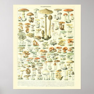 Vintage Adolphe Millot Print Svampar Poster 2
