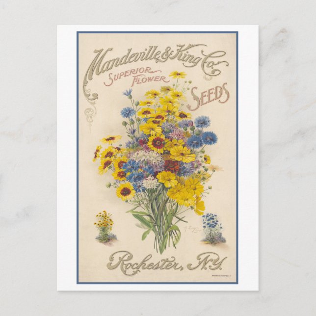 Vintage Advertisement Mandeville Flower Seeds Vykort (Framsida)