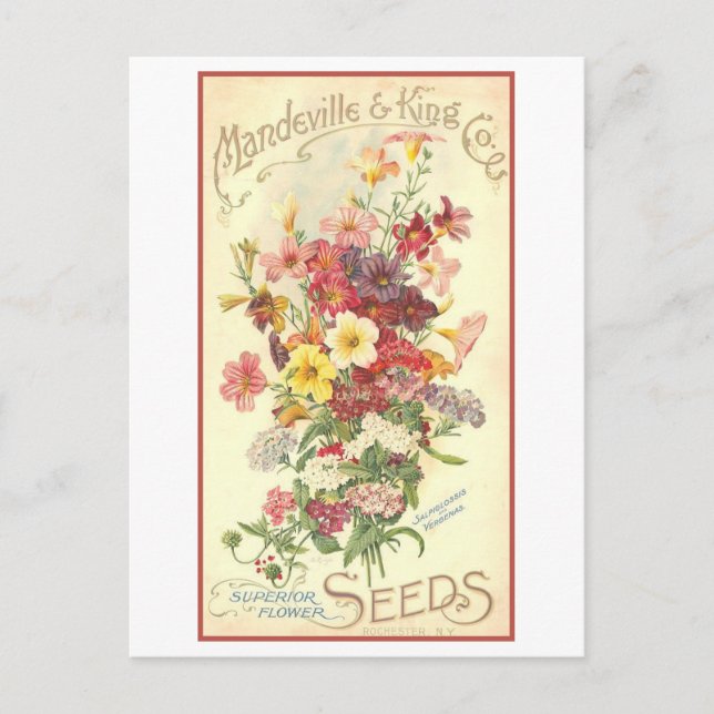 Vintage Advertisement Mandeville Flower Seeds Vykort (Framsida)