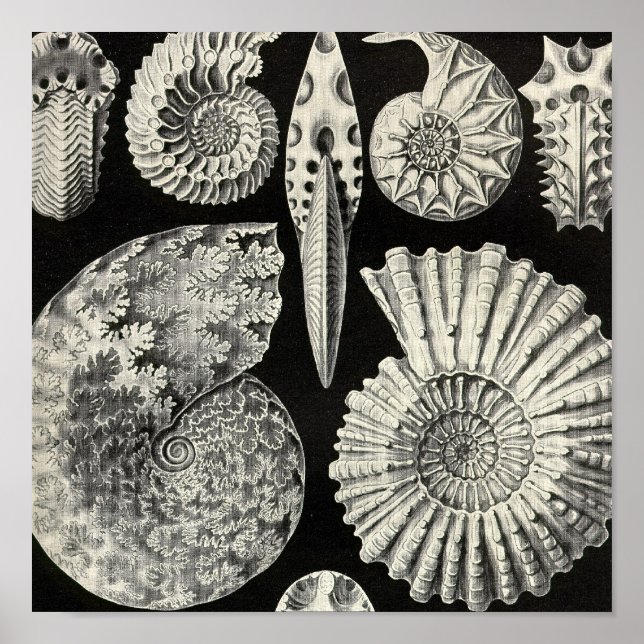 Vintage affisch (Framsidan)