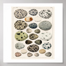 VINTAGE ÄGG 1843 ILLUSTRATION POSTER