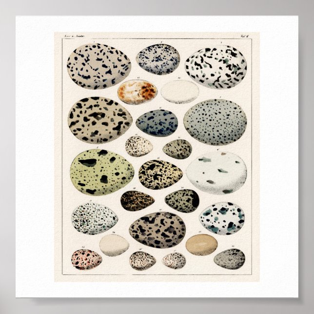 VINTAGE ÄGG 1843 ILLUSTRATION POSTER (Framsidan)