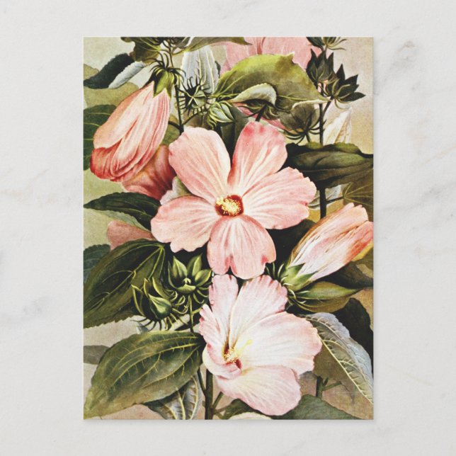 Vintage akvarell Rosmalva Vildblommor  Vykort (Framsida)