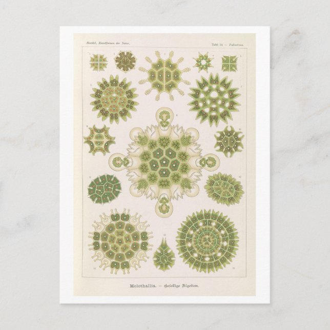 Vintage Algae av Haeckel Vykort (Framsida)