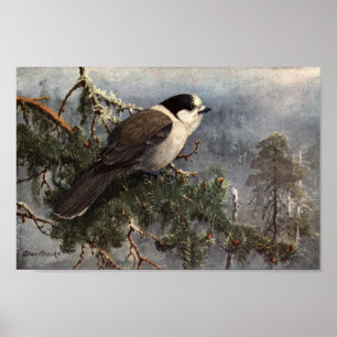 Vintage Allan Brooks Grått Jay Poster Art