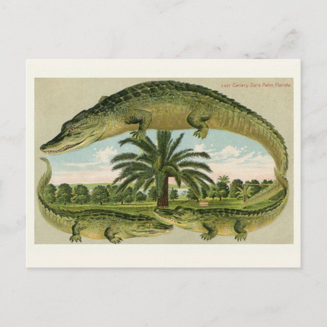 Vintage alligator vykort (Framsida)