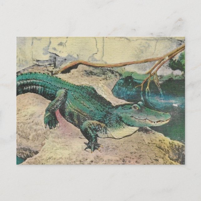 Vintage alligatorillustration vykort (Framsida)
