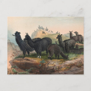 Vintage-alpakor 1861 Bokillustration Postkort Vykort