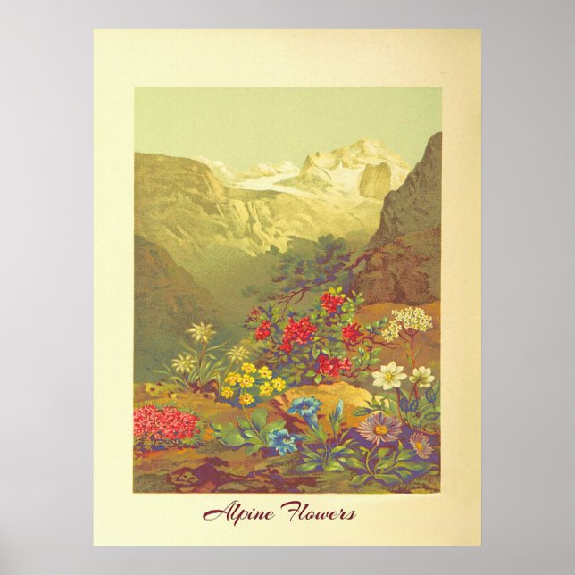 Vintage Alpine Flowers Art Poster (Framsidan)