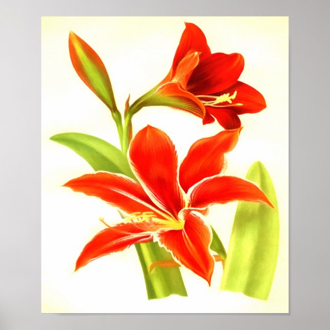 Vintage Amaryllis Flower Poster (Framsidan)