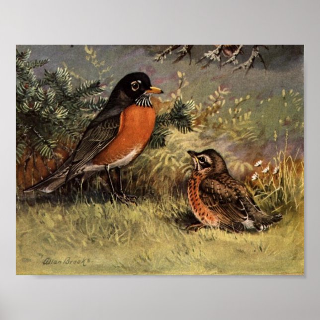 Vintage American Robin Poster Art (Framsidan)