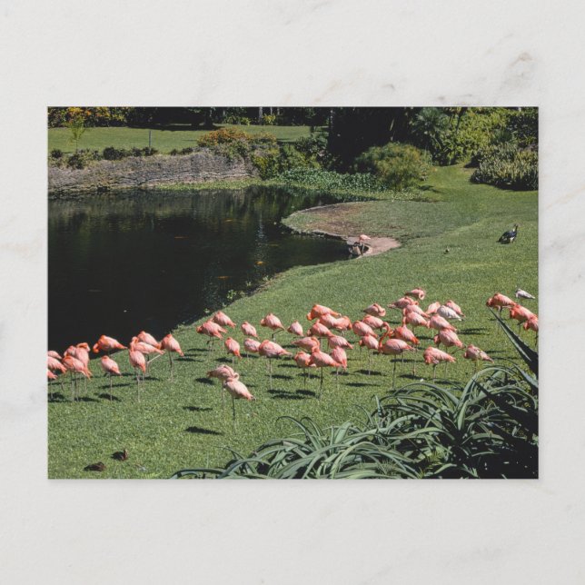 Vintage American Scenery vykort (Framsida)