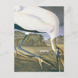 vintage American Stork av John James Audubon Vykort