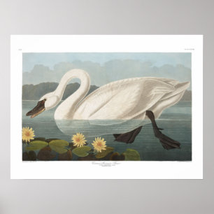 Vintage American Svan Audubon Art Poster