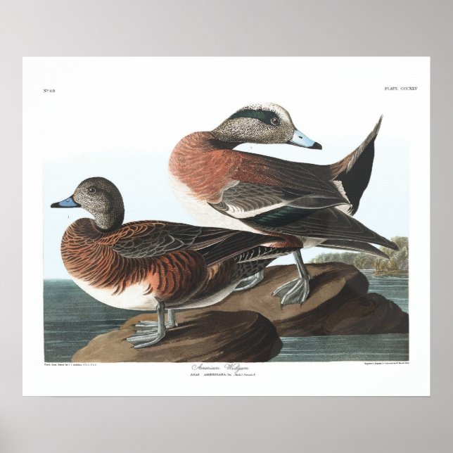 Vintage American Widgeon Audubon Poster (Framsidan)