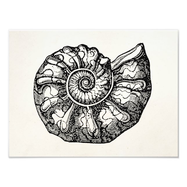 Vintage Ammonite Seashell Fossil Snäcka Template Fototryck (Framsidan)