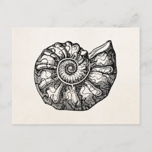 Vintage Ammonite Seashell Fossil Snäcka Template Vykort