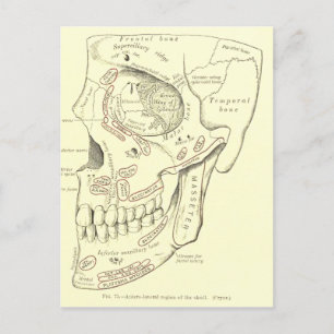 Vintage anatomi anterolateral region av skallen vykort