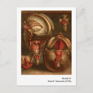 Vintage Anatomi   Huvud och Nacke Vykort
