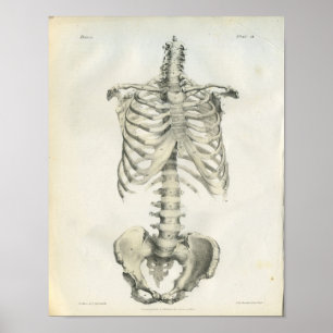 Vintage Anatomi i Axial Skeleton Poster