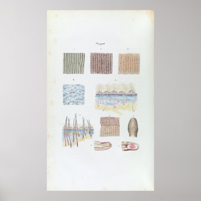 Vintage Anatomi i humant hud och Nagel Poster (Framsidan)