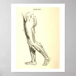 Vintage Anatomi | Legmusslor II Poster