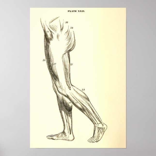 Vintage Anatomi | Legmusslor II Poster (Framsidan)