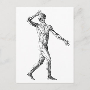 Vintage Anatomi, manliga kroppsmurar Vykort