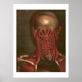 Vintage Anatomi | Nacke och skuldrar Poster