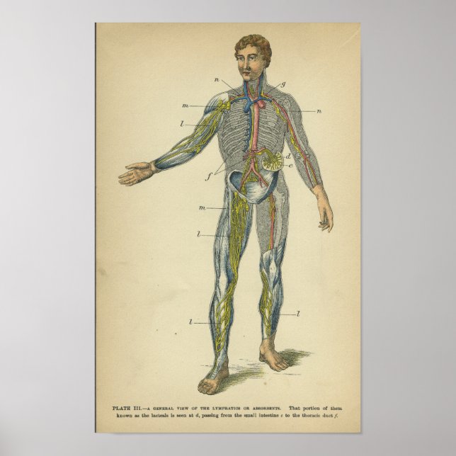 Vintage Anatomi Skriv ut Nerves Arteries Poster (Framsidan)