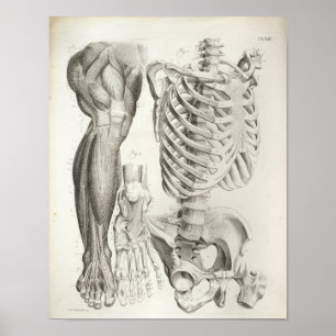 Vintage Anatomi Skriv ut Skeleton Ryggradens blymu Poster