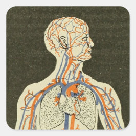 Vintage Anatomi Veiner och Arteries Illustration Fyrkantigt Klistermärke