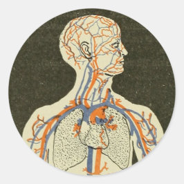 Vintage Anatomi Veiner och Arteries Illustration Runt Klistermärke