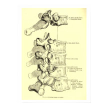 Vintage Anatomi | Vertebrae
