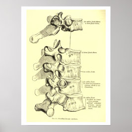 Vintage Anatomi | Vertebrae Poster
