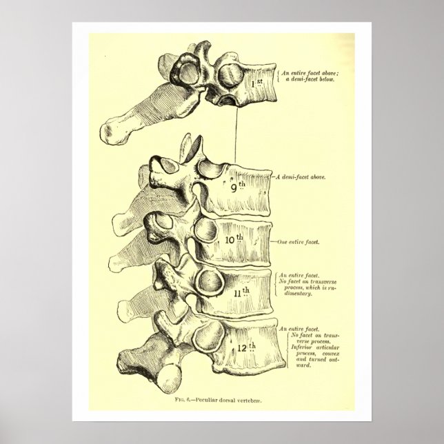 Vintage Anatomi | Vertebrae Poster (Framsidan)
