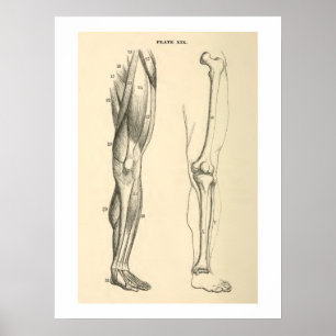 Vintage Anatomiala muskler och skelett Human Leg Poster