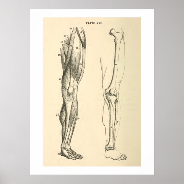 Vintage Anatomiala muskler och skelett Human Leg Poster (Framsidan)