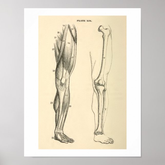 Vintage Anatomiala muskler och skelett Human Leg Poster (Framsidan)