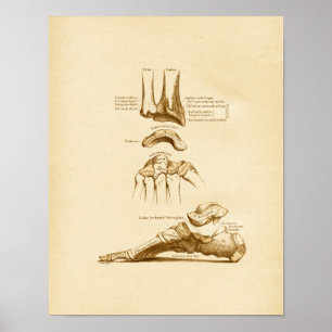 Vintage Anatomiillustration av fotvårdsben Poster