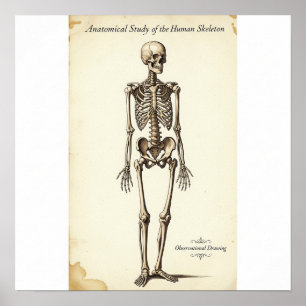 Vintage Anatomikstudie Poster