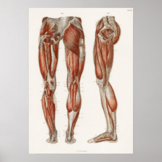 Vintage Anatomiskt anatomi Anatomiskt diagram Poster
