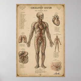 Vintage Anatomiskt Cirkulationssystem Poster