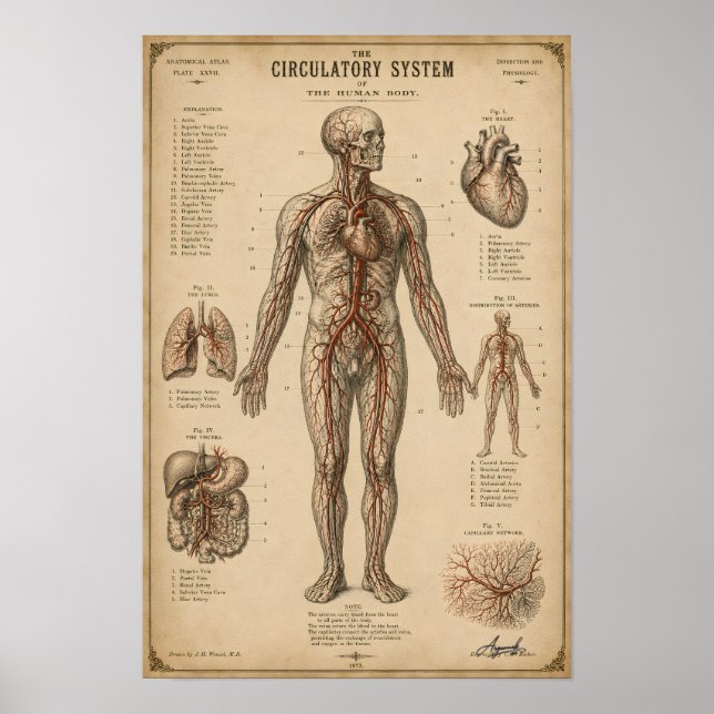 Vintage Anatomiskt Cirkulationssystem Poster (Framsidan)